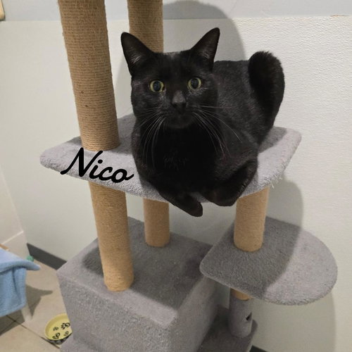 NICO - Domestic Short Hair available for adoption