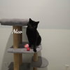 Nico - Photo 3