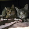 adoptable Cat in , CT named Pookie & Tootsie
