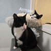 adoptable Cat in , CT named Armani & Skully
