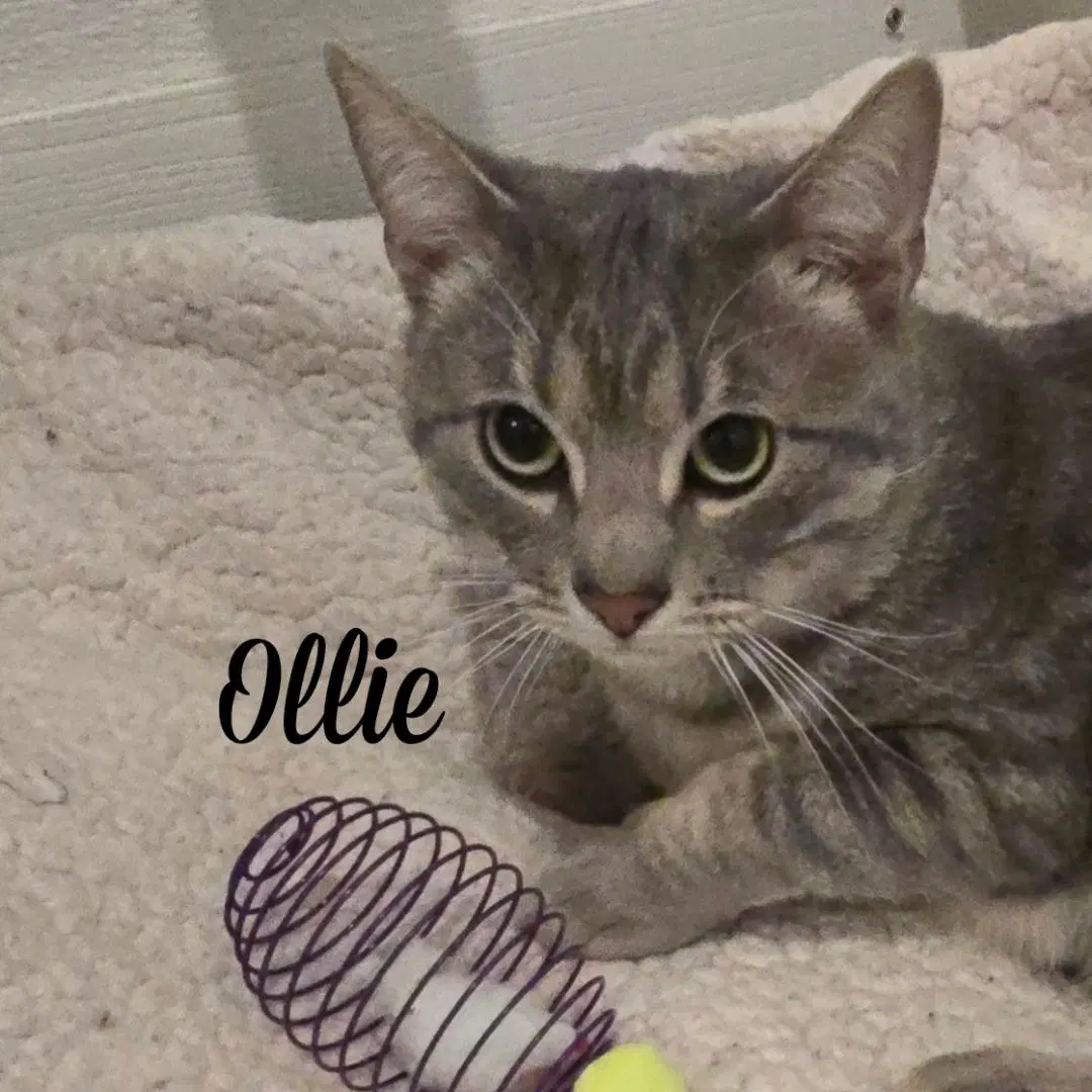 Ollie image 3