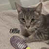 Ollie - Photo 3