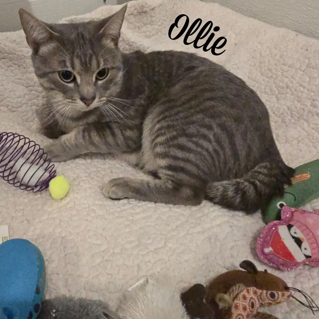 Ollie image 4
