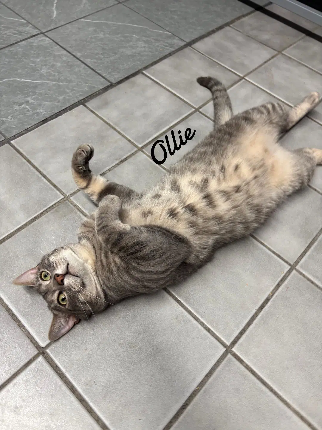 Ollie - Domestic Short Hair