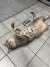 Ollie - Photo 1