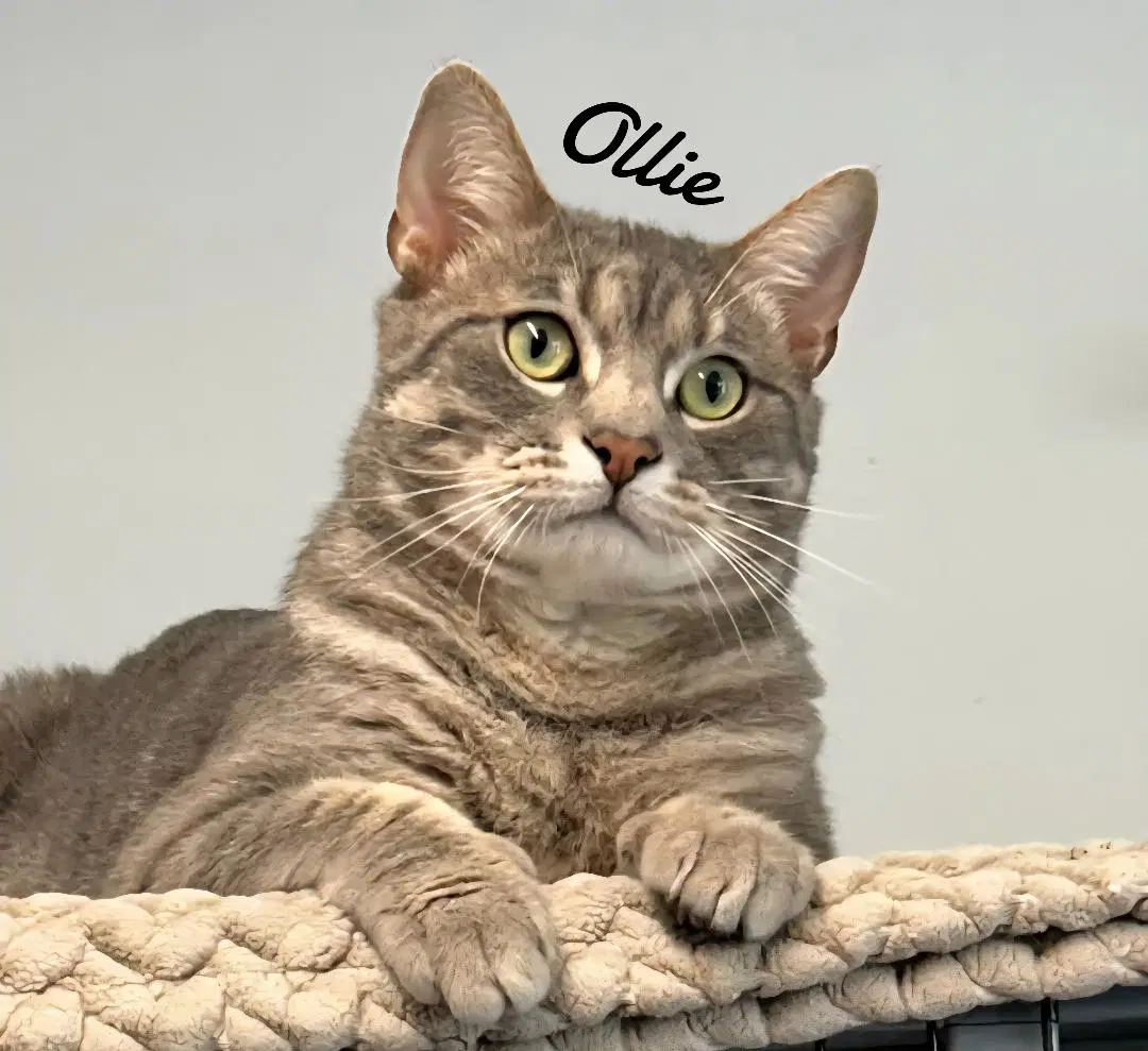 Ollie image 2