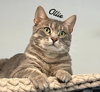 Ollie - Photo 2