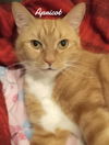 adoptable Cat in , CT named Apricot