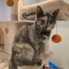 adoptable Cat in , CT named Quinn