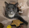 adoptable Cat in , CT named Steel