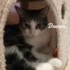 adoptable Cat in , CT named Dream