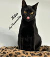 adoptable Cat in , CT named Mitus