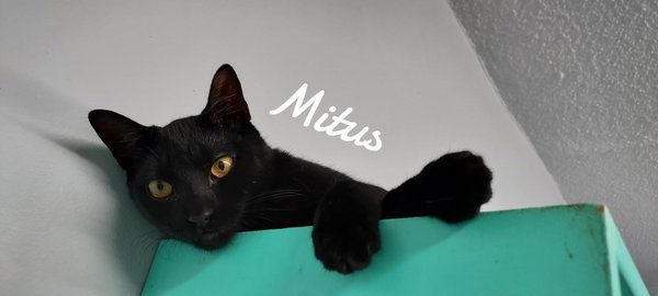 Mitus