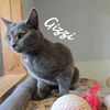 adoptable Cat in , CT named Gizzi