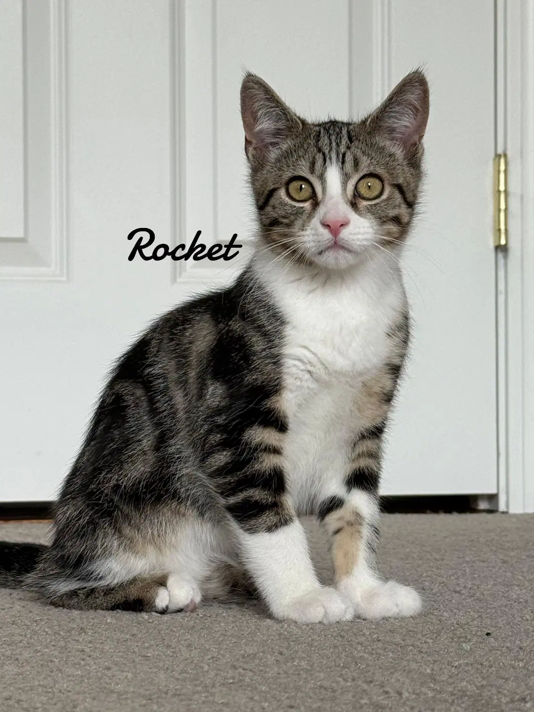 Rocket - Domestic Medium Hair