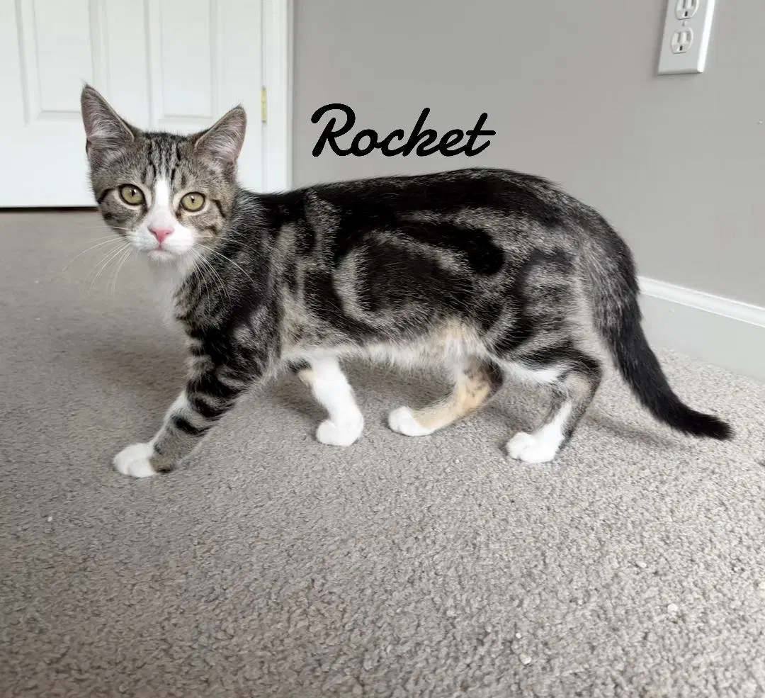 Rocket image 2