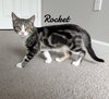 Rocket - Photo 2
