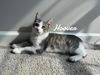adoptable Cat in  named Hoover born 2/21/25