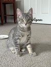 adoptable Cat in Naugatuck, CT named Agnes born 2/21/25