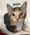 adoptable Cat in  named Millie  Born 3/25/25