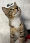 adoptable Cat in Naugatuck, CT named Tillie born 3/25/25