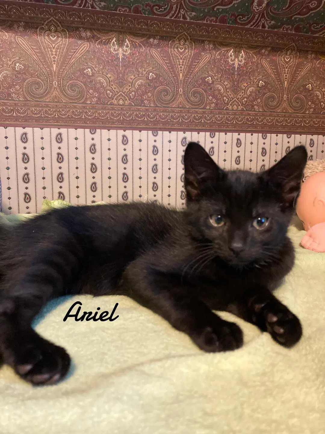 Ariel - Domestic Short Hair