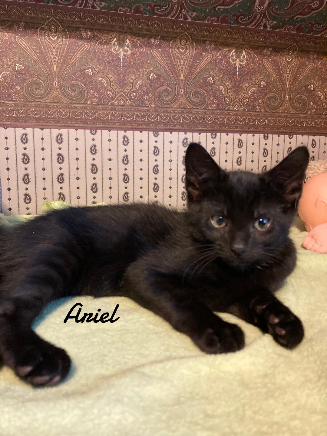 Ariel