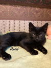 adoptable Cat in Naugatuck, CT named Ariel Born 3/19/25