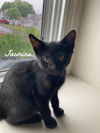 adoptable Cat in Naugatuck, CT named Jasmine born 3/19/25