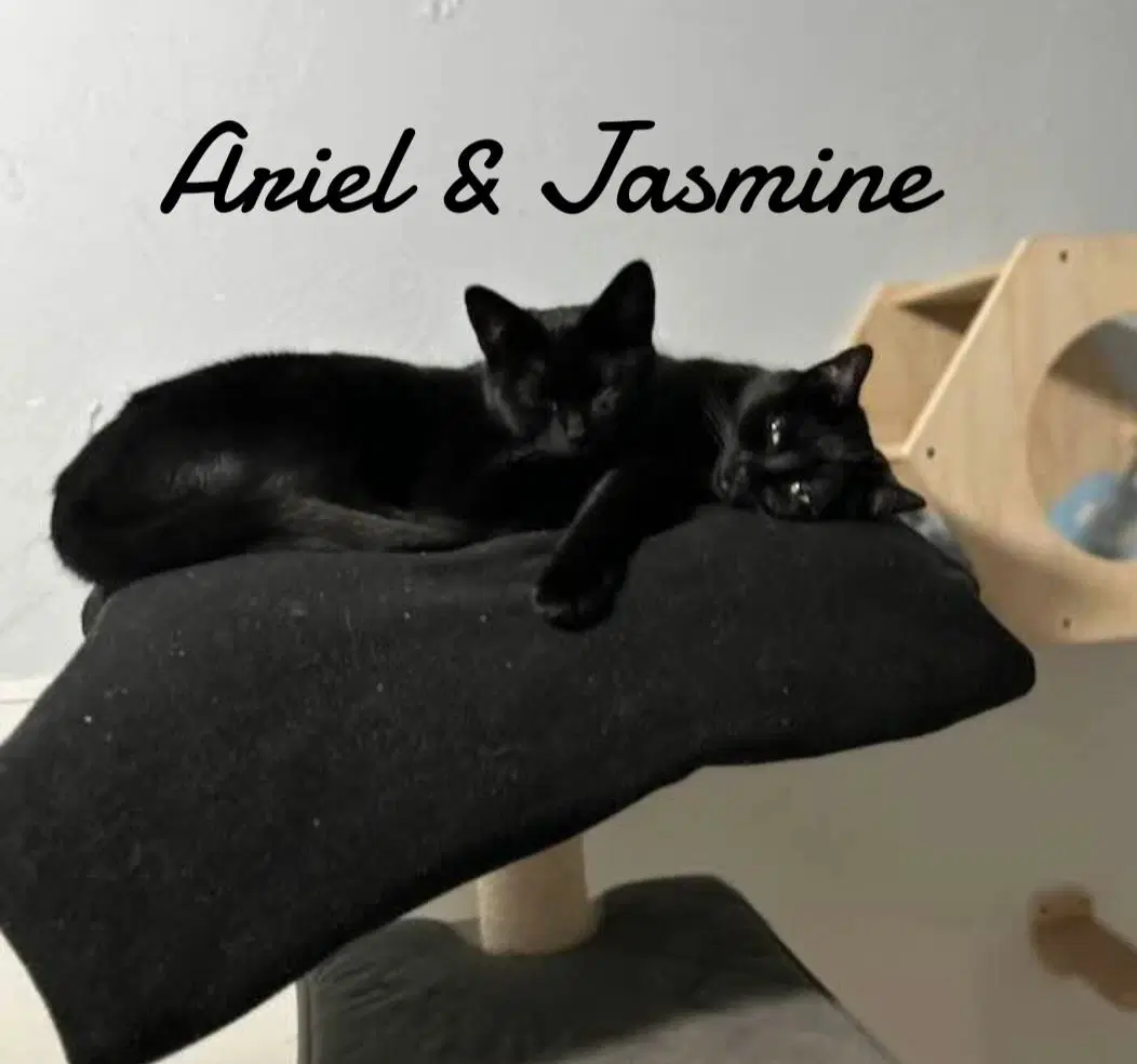 Jasmine image 3