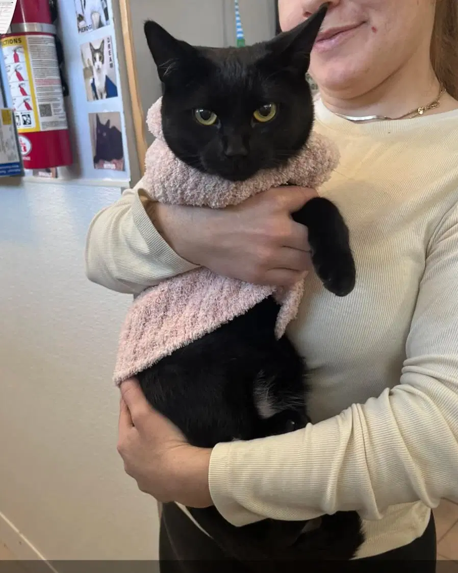 Jasmine - Domestic Short Hair