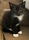 adoptable Cat in  named Lilliana Born 3/19/25