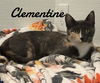 adoptable Cat in , CT named Clementine