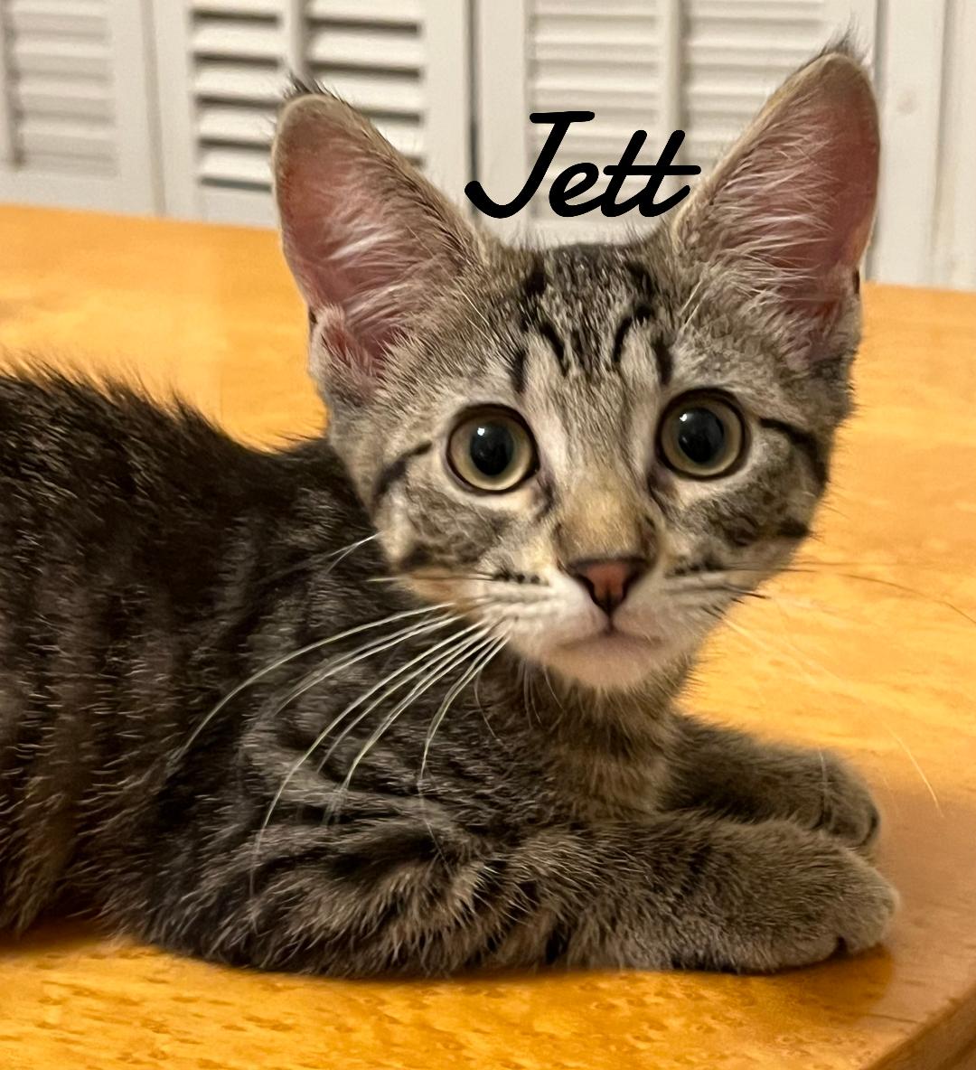 adoptable Cat in Naugatuck, CT named Jett