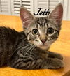 adoptable Cat in , CT named Jett