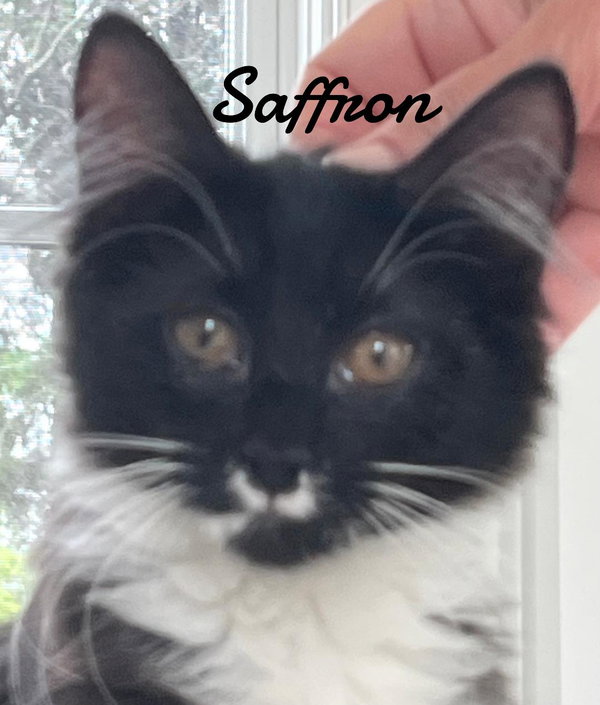 Saffron
