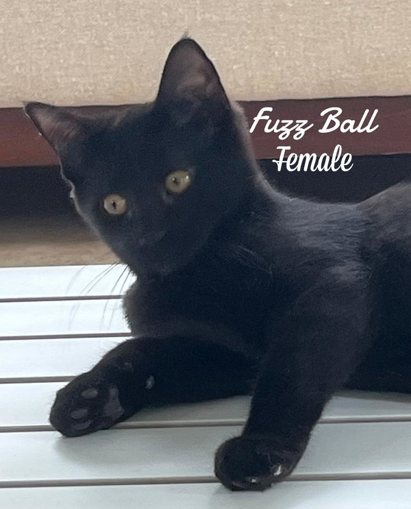 Fuzz Ball