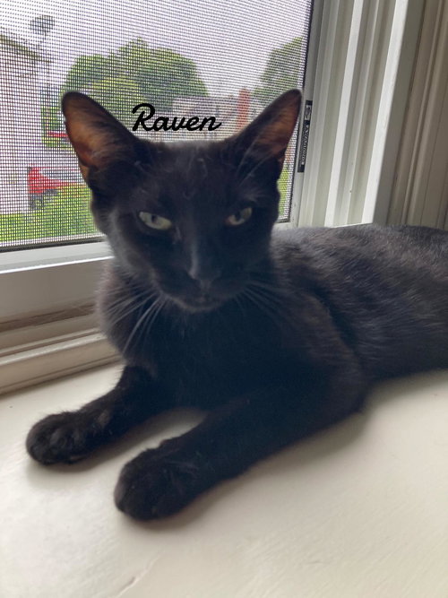 Raven, Young Domestic Short Hair (short coat), cat for adoption in Westfield, Massachusetts