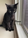 Raven - Photo 2