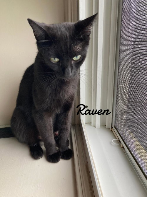RAVEN - Domestic Short Hair available for adoption