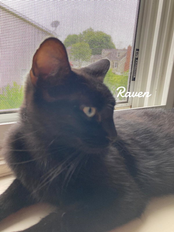 Raven