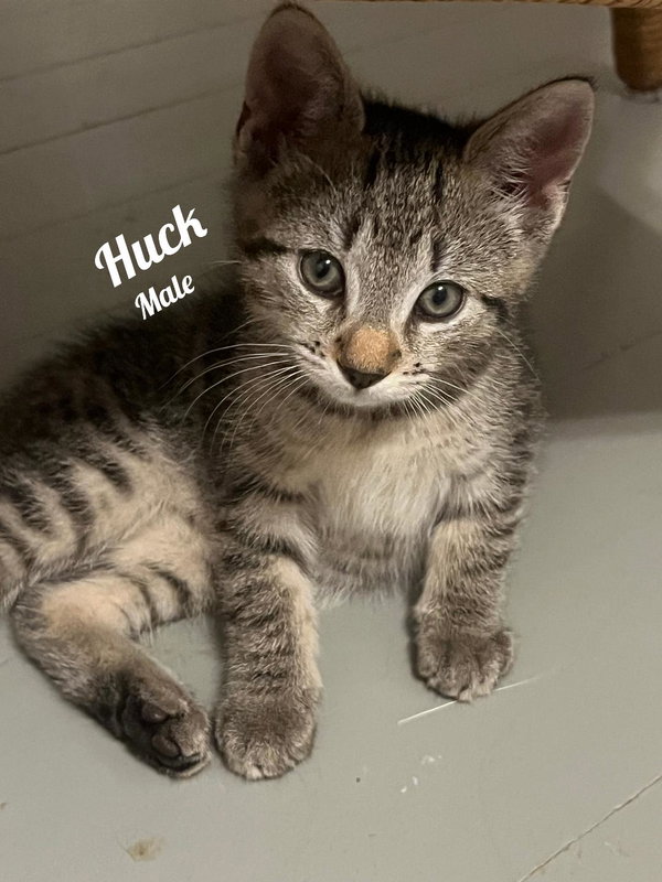 Huck