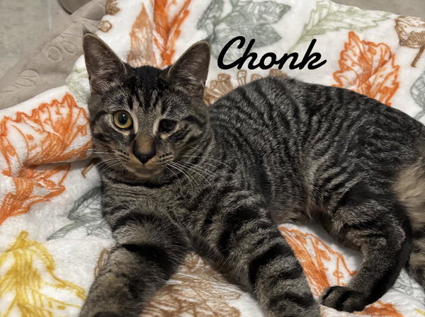 Chonk