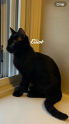 Elliot - Photo 1