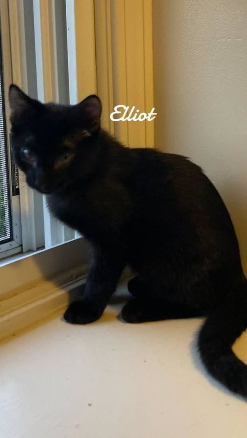 ELLIOT - Domestic Short Hair available for adoption
