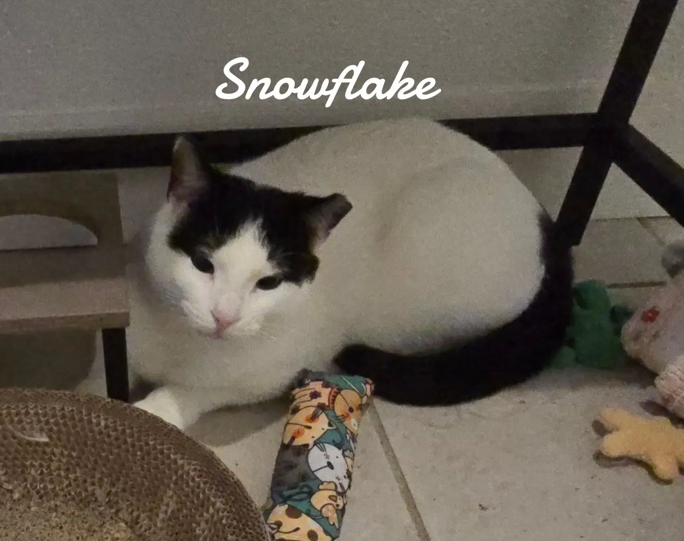 Snowflake - Domestic Short Hair