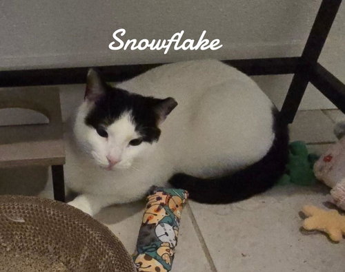 SNOWFLAKE - Domestic Short Hair available for adoption