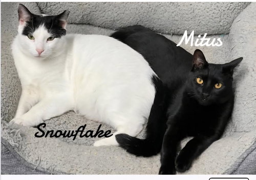 Photo 4 of Snowflake