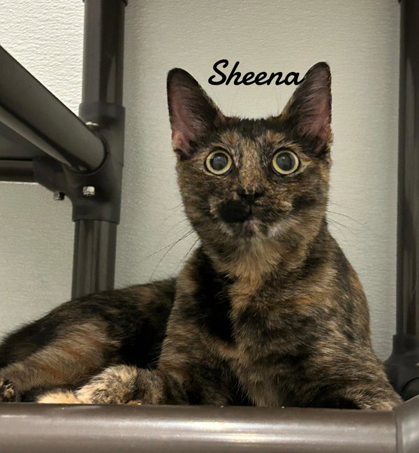 Sheena