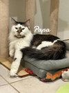 Papa - Photo 1